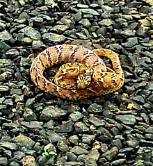 Common Cat Snake ( Boiga trigonata )