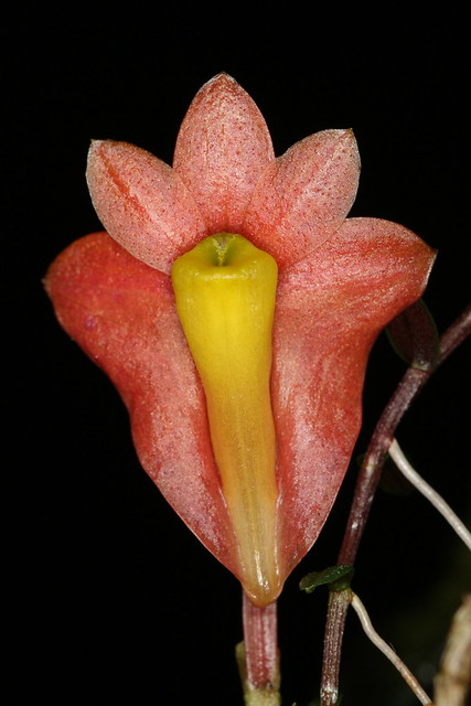 Dendrobium vannouhuysii