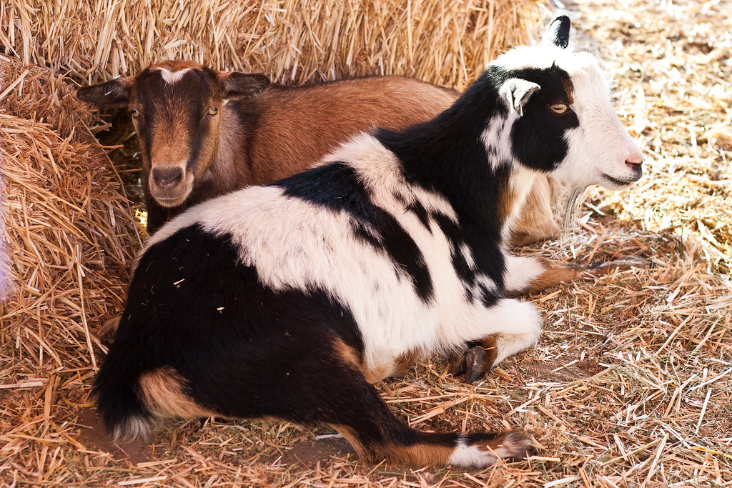 Cuddling Goats