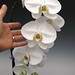 White Phalaenopsis Orchid Plant 017