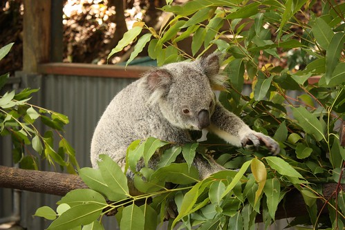 Koala at Kuranda zoo, Queensland (Australia)