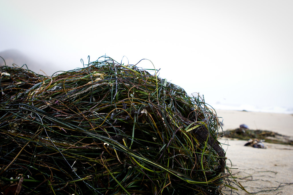 A tangle of seaweed