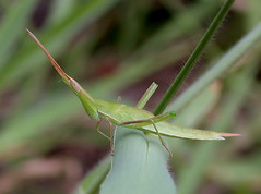 Grasshoppers  Crickets and Katydids (Orthoptera) of Thailand