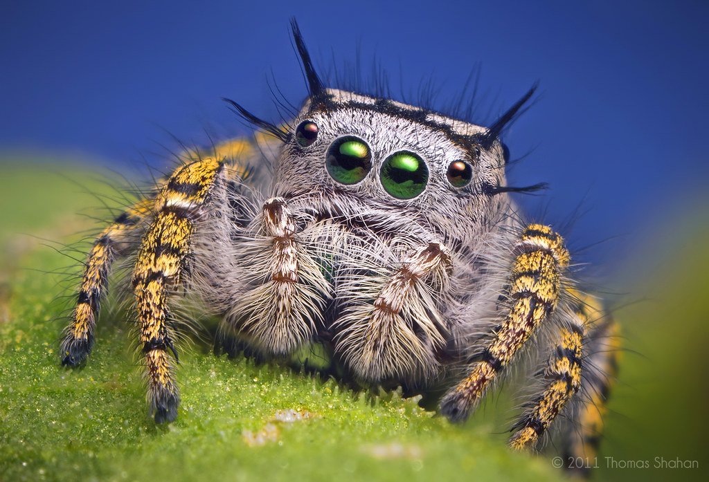 Adult Female Jumping Spider - Phidippus mystaceus