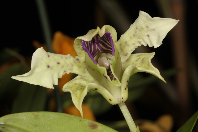 Dendrobium atroviolaceum 2011-10-10 02