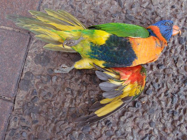 Dead Lorikeet Parrot