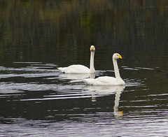 Whooper
swans