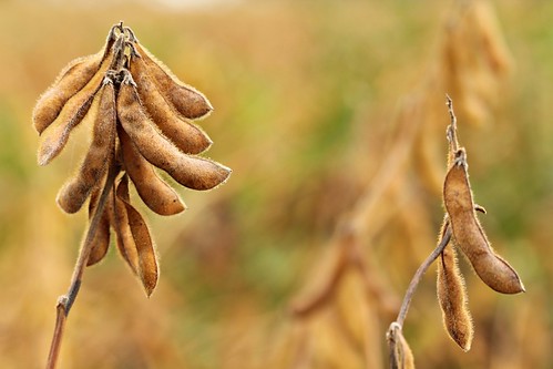 Soybeans in Farmer's Field (#1313)