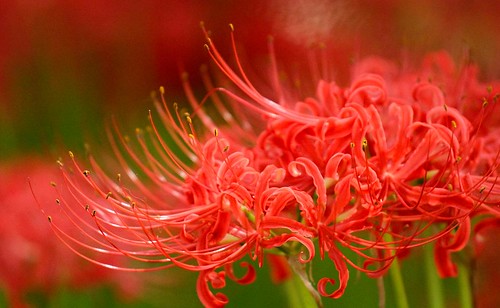 Manjushage - Spider lily