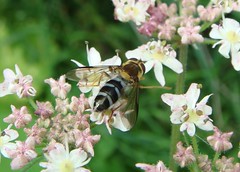 Diptera - Hoverflies - British