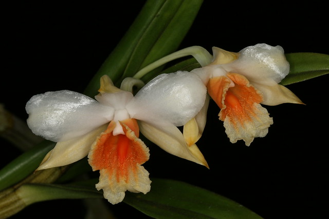 Dendrobium cariniferum 1422