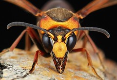 Wasps, Bees, Ants and Hornets (Hymenoptera)