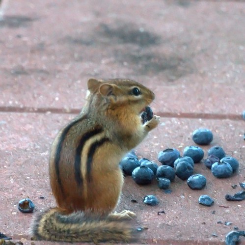 Chipmunk eating blueberries
