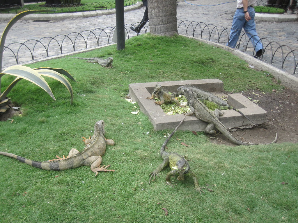 Guayaquil Ecuador Lizards