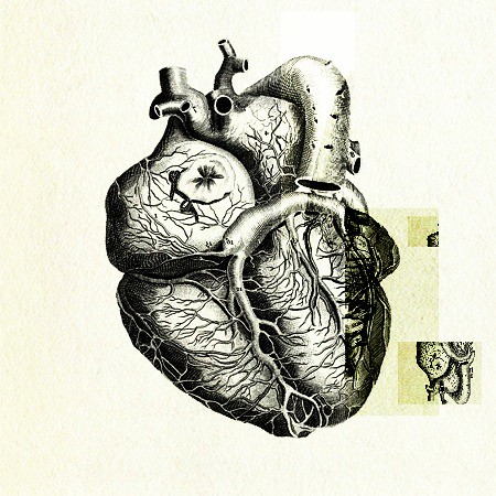 Heart anatomy 02
