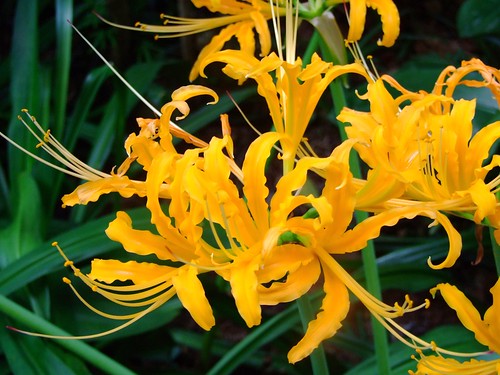 LILIACEAE 百合科 - Golden Lycoris (Lycoris aurea) 忽地笑  / ?衣換錦