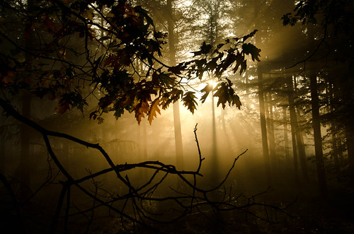 無料写真素材|自然風景|森林|薄明光線