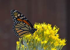 monarch butterfly on chamisa