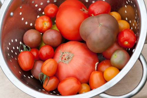 Tomatoes 2011