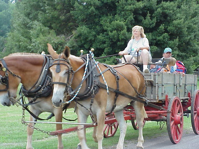 Shuttles, by wagon, van and open air tram, will be running during the festival.