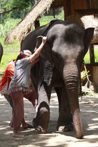 Patara Elephant Farm -Elefantes Chiang Mai - Foro Tailandia