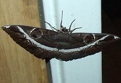 Erebus Moth (Erebus clavifera)