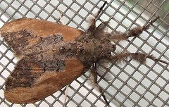 Erebid moth (Olene sp.)