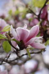 Magnoliaceae