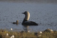 Pacific Loon Hatch