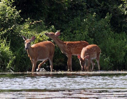 White-tailed Deer Family
