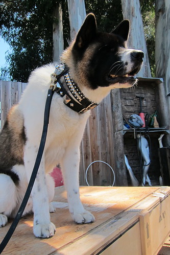 Bubba, modeling his new collar, 8/14/11