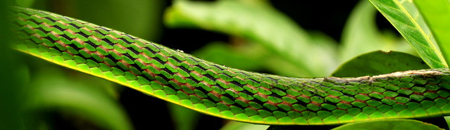 Vine Snake Skin Pattern
