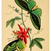 004a-The cabinet of oriental entomology…1848- John Obadiah Westwood