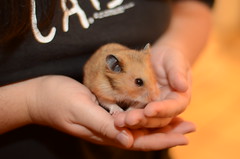 Humphrey the Hamster