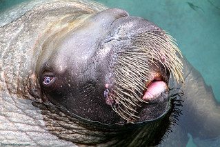 walrus my friend
