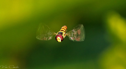 Hoverfly Freez