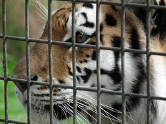 Port Lympne Zoo and Safari Park