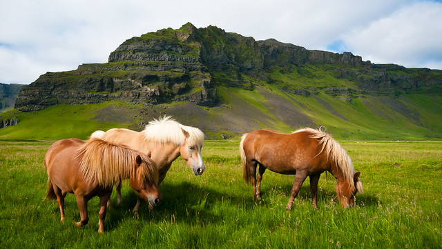 Icelandic Horses with landscape