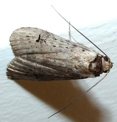 Moth (M)