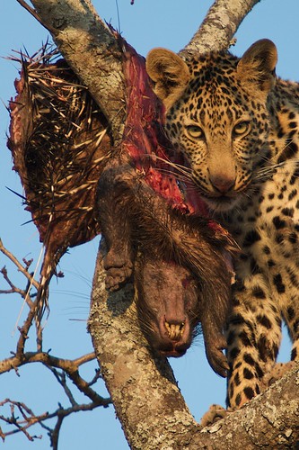 Leopard on porcupine kill