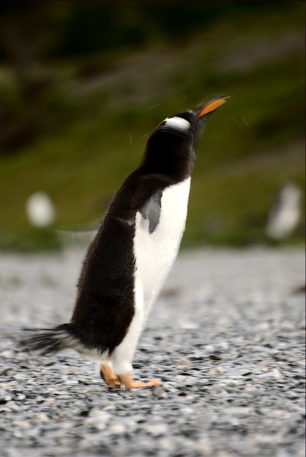 Penguin shaking