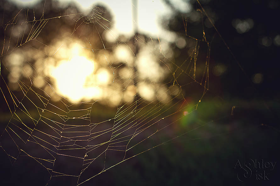 Spiderweb in the Sun RS
