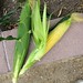 Sweet Corn, Mirai 131Y, 8-27-11