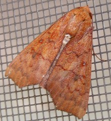 Erebid moth (Rusicada sp.)