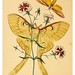 010- The cabinet of oriental entomology…1848- John Obadiah Westwood