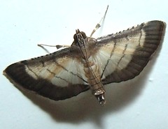 Lesser Rice-Leafroller Moth 