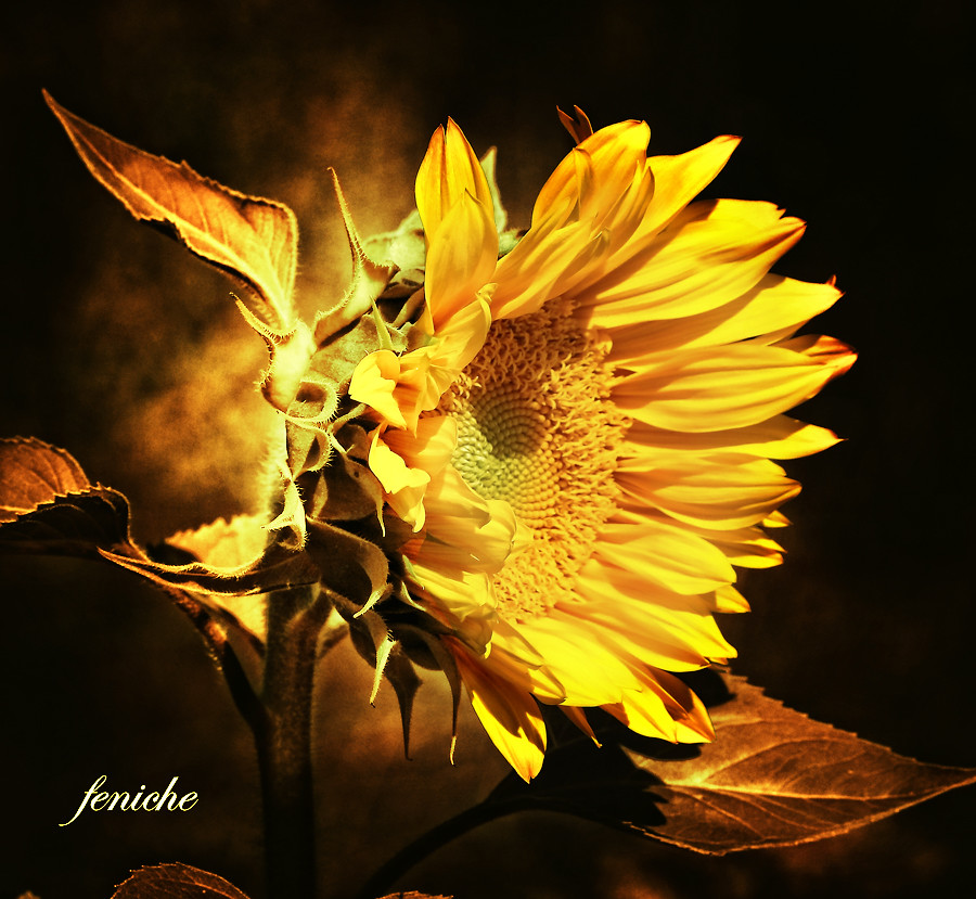 girasol dorado----golden sunflower