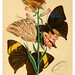 007- The cabinet of oriental entomology…1848- John Obadiah Westwood