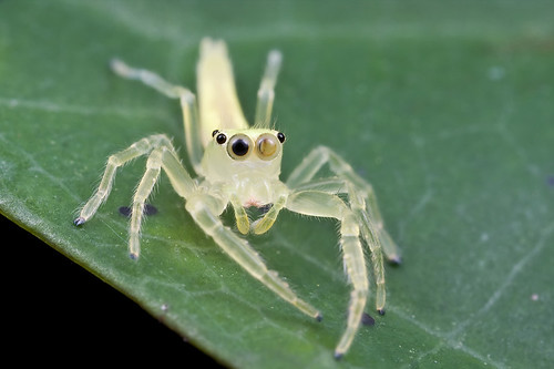 Yellow translucent jumping spider...IMG_2317 copy