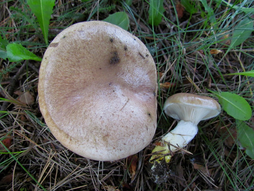 Мокру?ха ело?вая — съедобный гриб семейства Gomphidiaceae. Википедия
Photo by Kari Pihlaviita on Flickr Автор фото: Kari Pihlaviita
